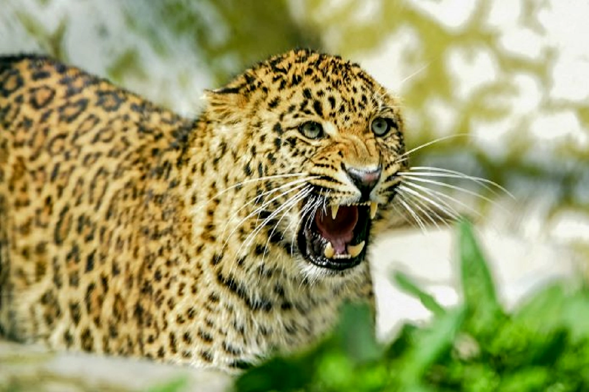 Leopard attacks woman in Pune