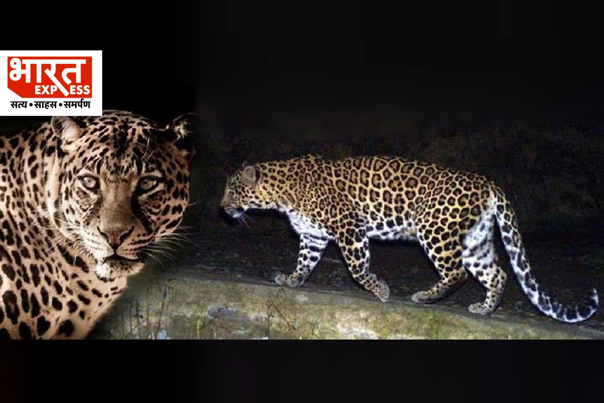 Leopard Attack In Lakhimpur Kheri: पिता के हाथ से पुत्र को खींच ले गया तेंदुआ, पेड़ पर बैठकर बनाया निवाला