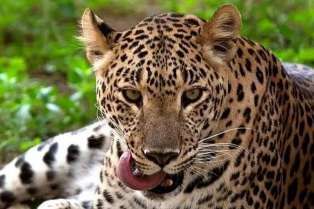 Udaypur leopard