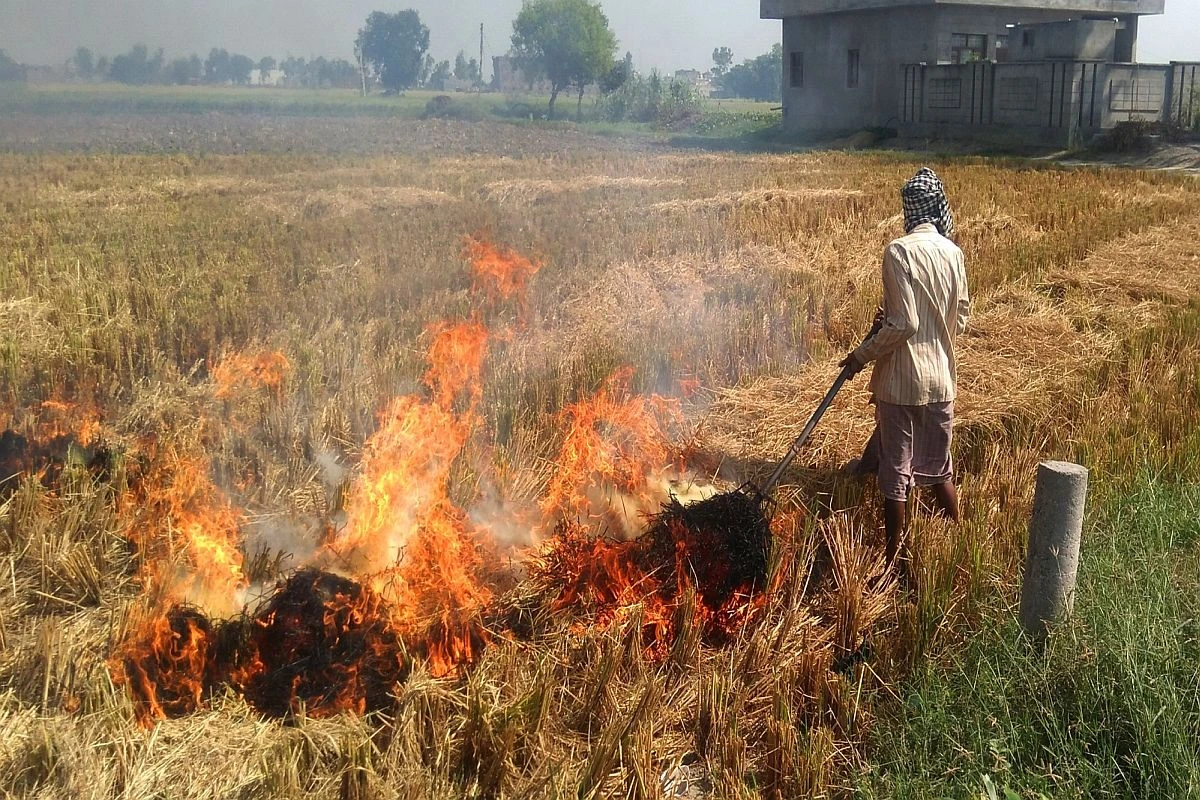 burning stubble