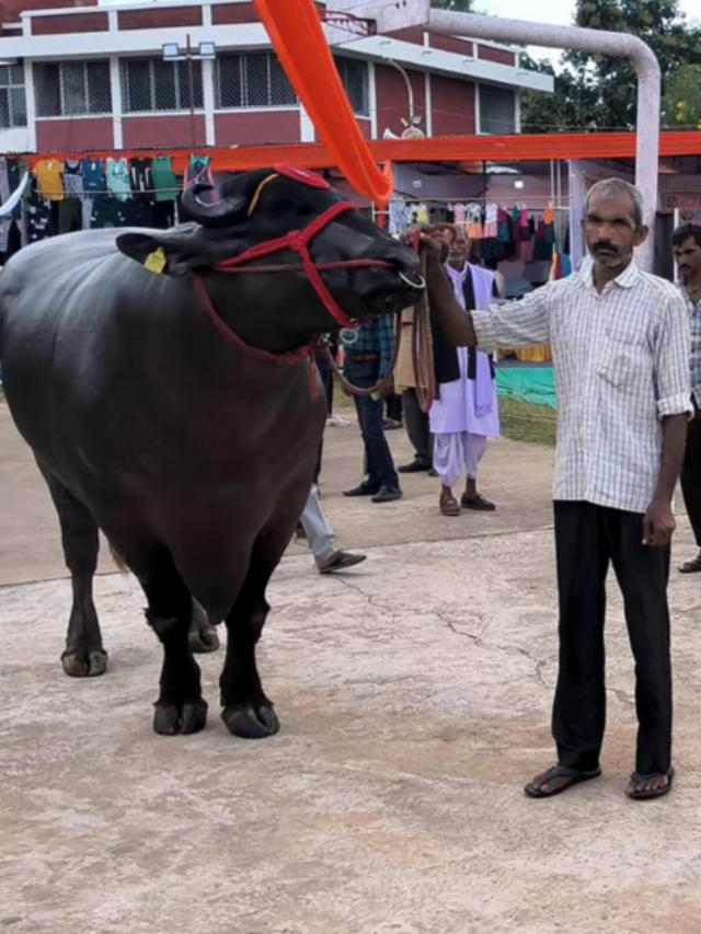 यहां मेले में 10 करोड़ के भैंसे ने मचाई धूम, डाइट जानकर रह जाएंगे दंग