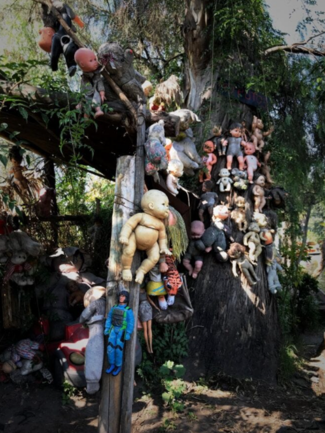 यहां मौजूद है ‘Island Of Dolls’, पेड़ों पर लटकती है गुड़िया, जानें इसके पीछे का सच