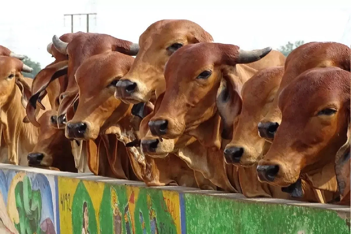 gau Mata