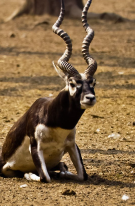 lawrence-bishnoi-salman-khan Why is blackbuck so special for Bishnoi community? Know the reason here