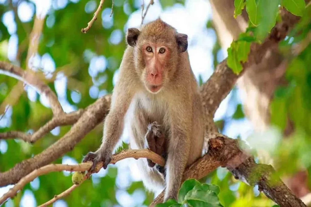 monkey