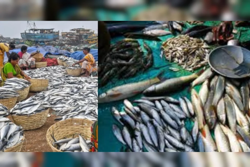 Fish Farming In India