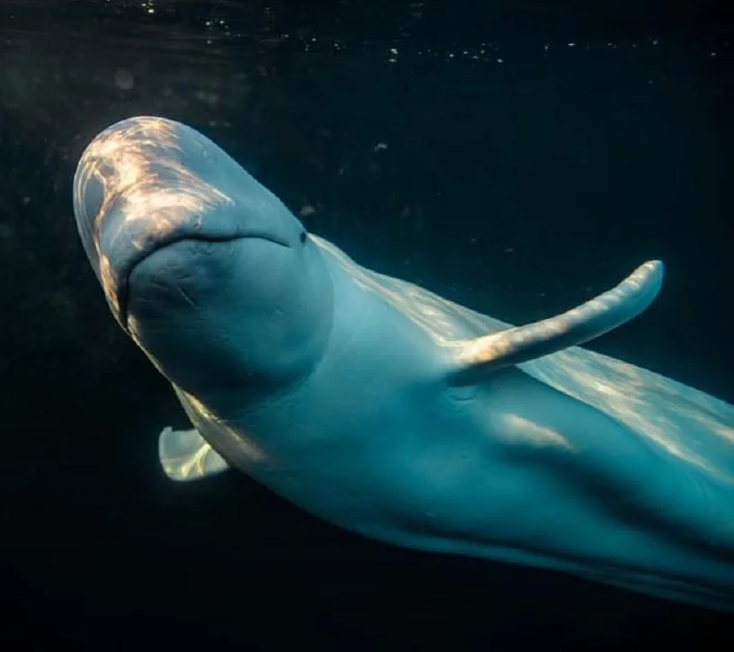 beluga whale is a spy 