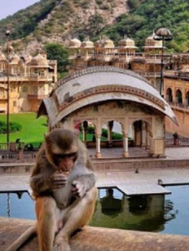 एक ऐसा अनोखा ‘Monkey Temple’, जहां बंदरों के साथ फोटो खिंचवाने आते हैं लोग