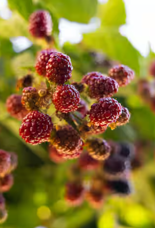 Mulberry
