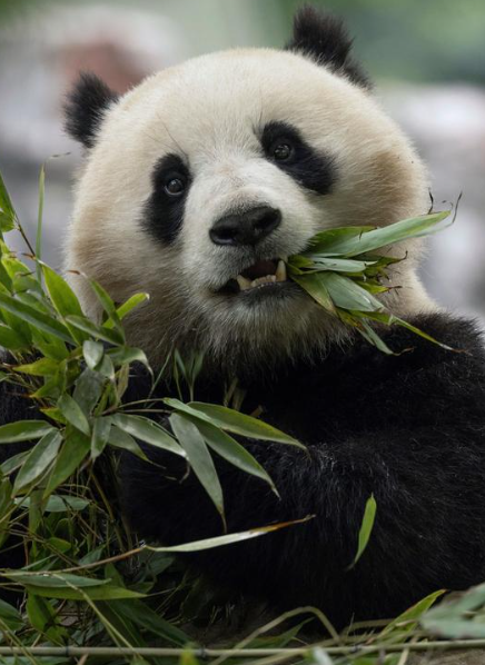 panda diplomacy of china