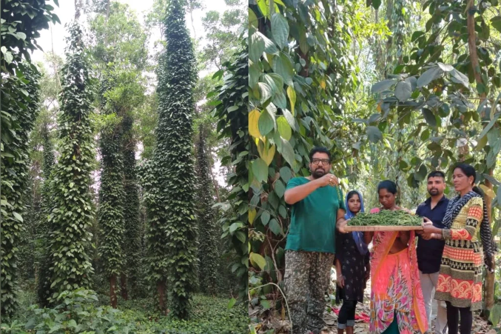राजाराम त्रिपाठी