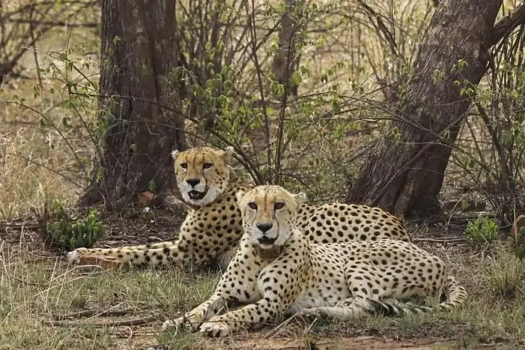 Cheetah