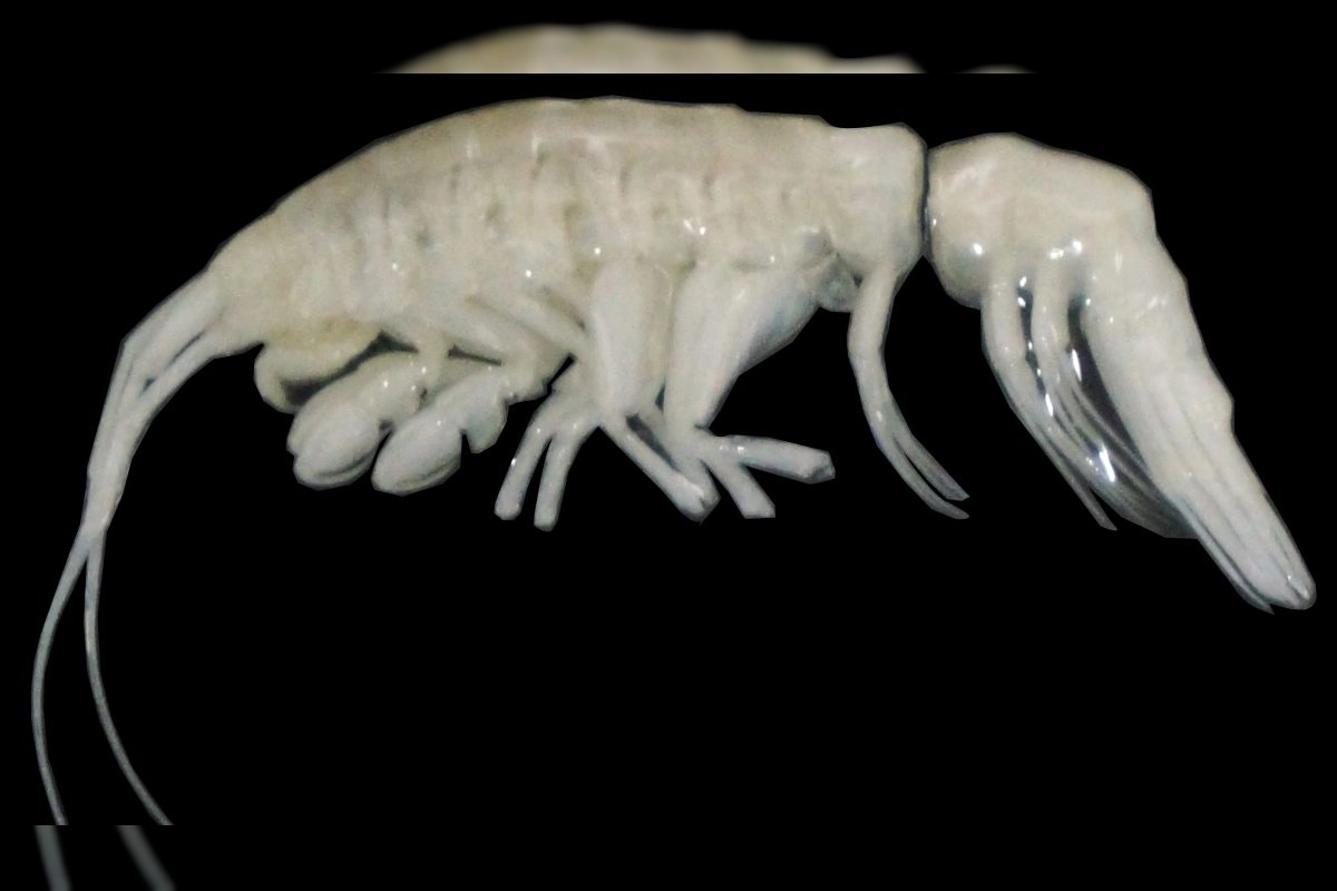 Dulcibella camanchaca, Alien-Like Predator In Ocean,