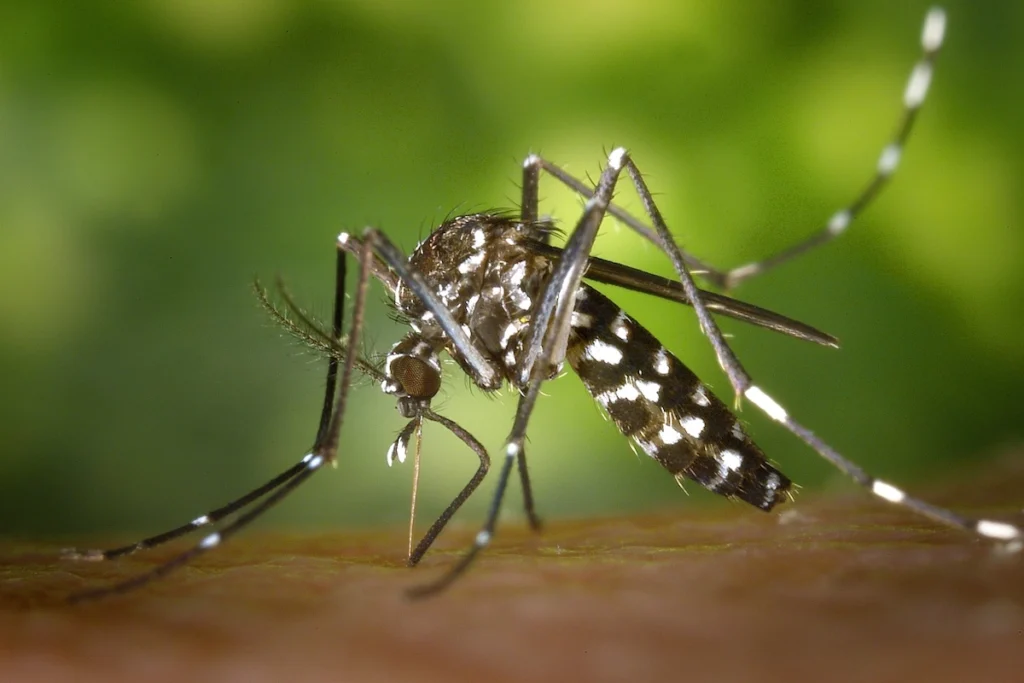 Malaria Free India