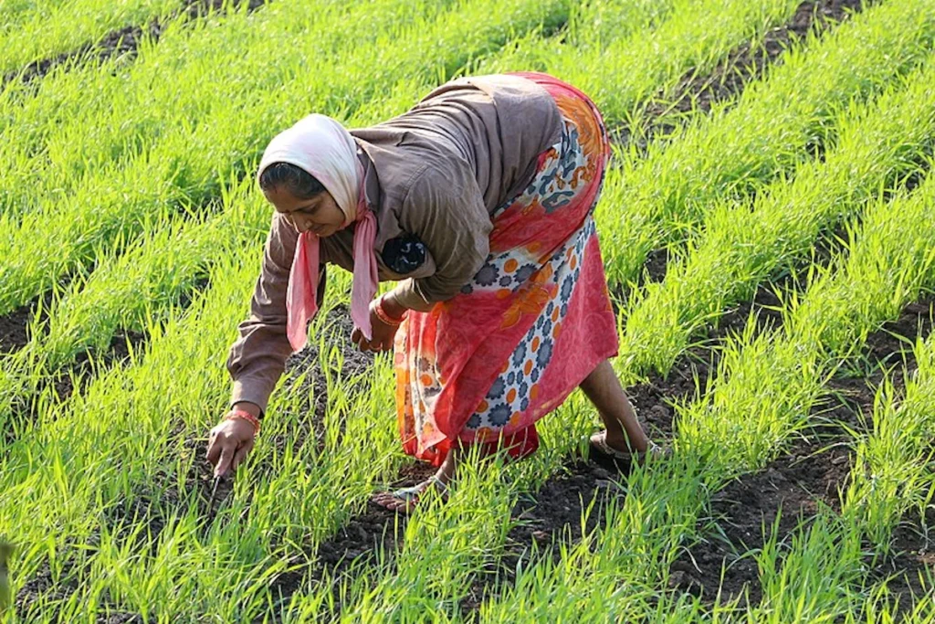 credit guarantee scheme for farmers, credit guarantee, farmer loans,