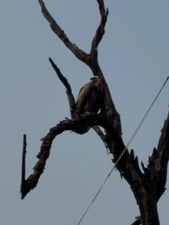 यहां दिखा सफेद सिर वाला दुर्लभ प्रजाति का गिद्ध, तस्वीर देख हैरान हो जाएंगे आप