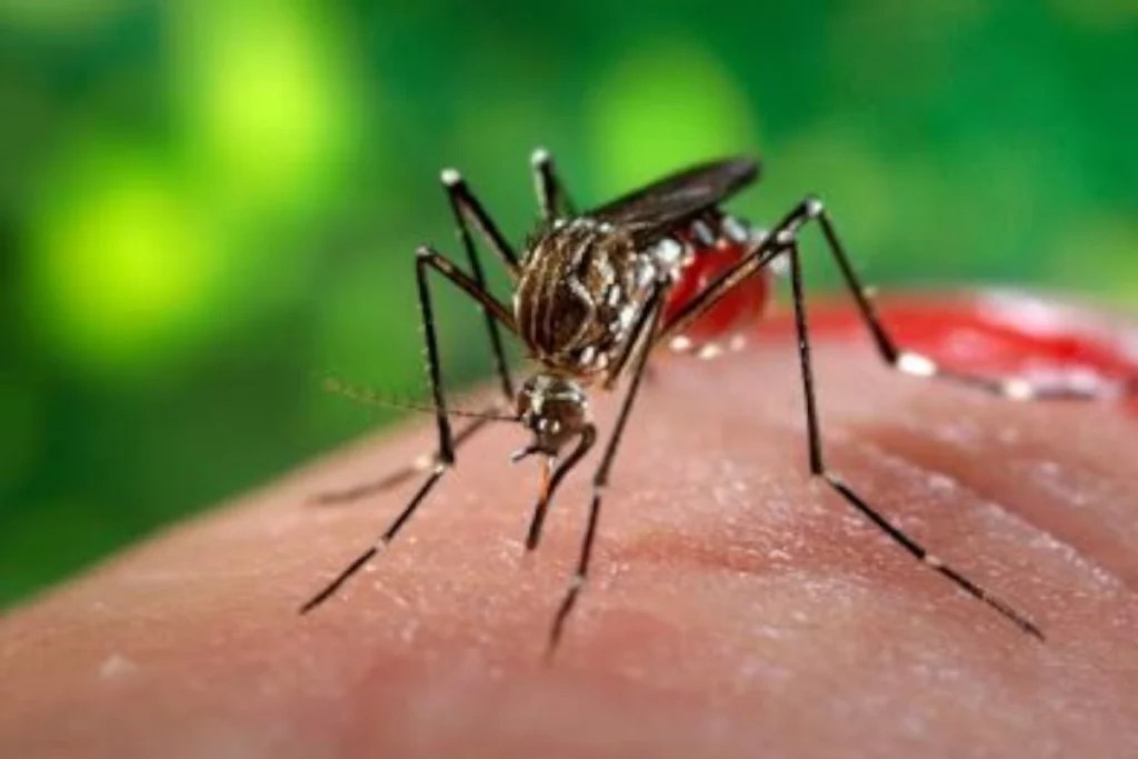 disease-spreading mosquitoes