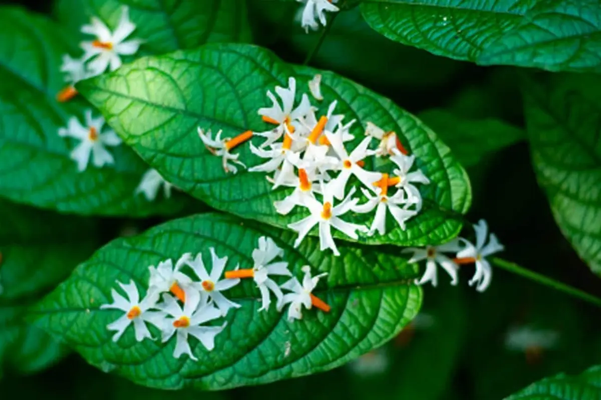 Parijat leaves are a panacea for cold and cough.