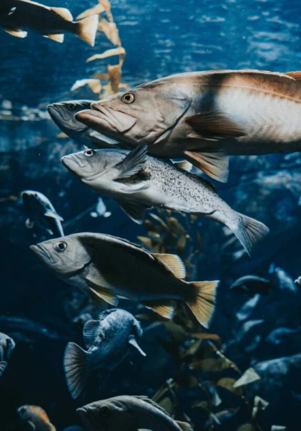 fishes caught