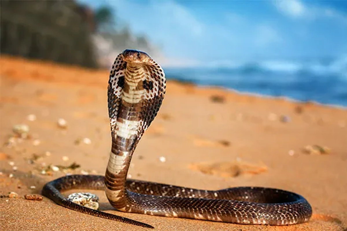 Cobra Snake Meat in Indonesia