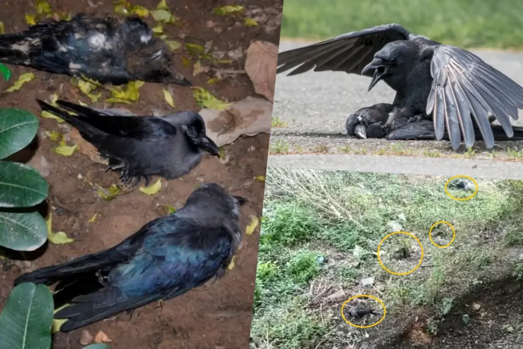 महाराष्ट्र के लातूर जिले में अकाल मौत मरे कौए