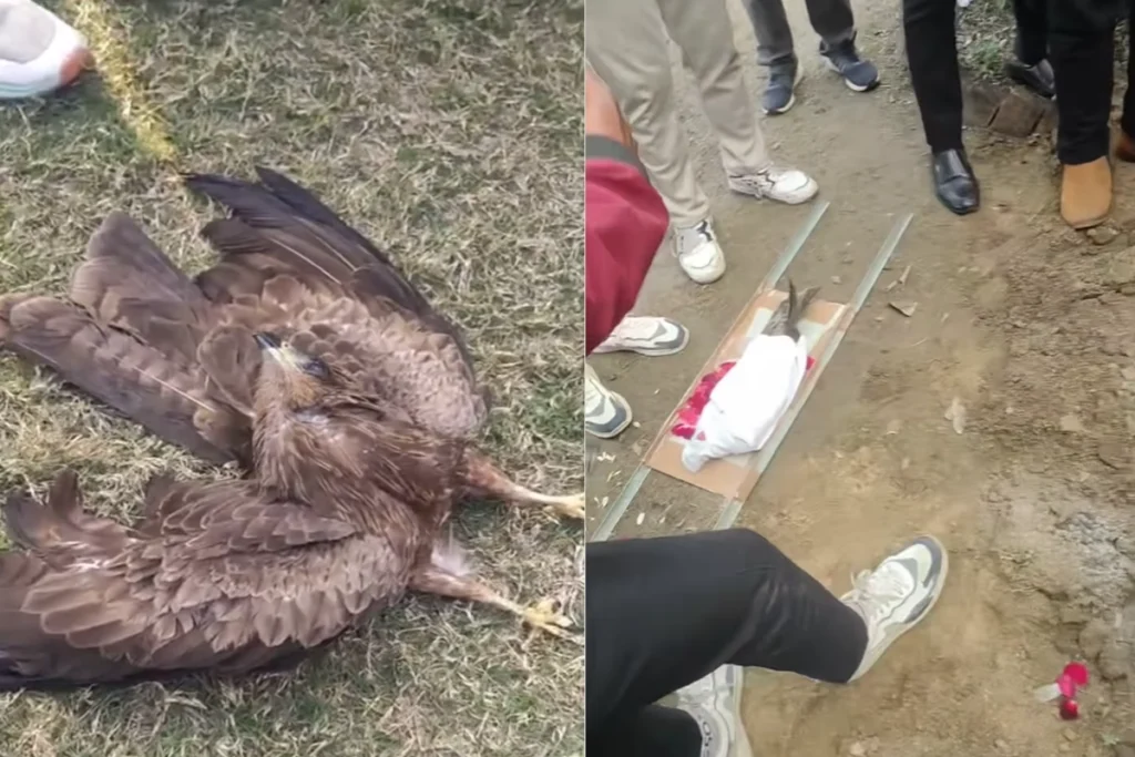 Last Rites of eagle