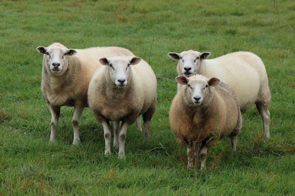 Sheep Herd