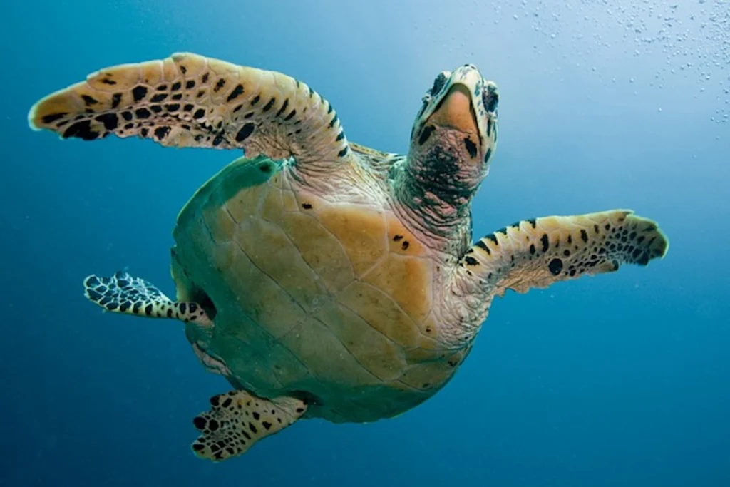 Turtles