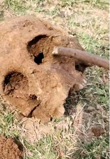 boys Play with Skull in Rewa