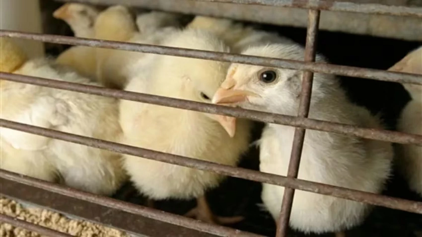 chicks found dead in Latur 