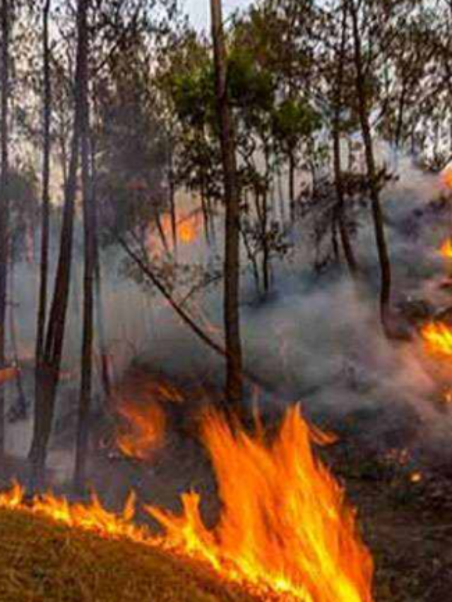 आपको मालूम है जंगलों में आग को कैसे बुझाया जाता है? जानें कितना लगता है वक्त