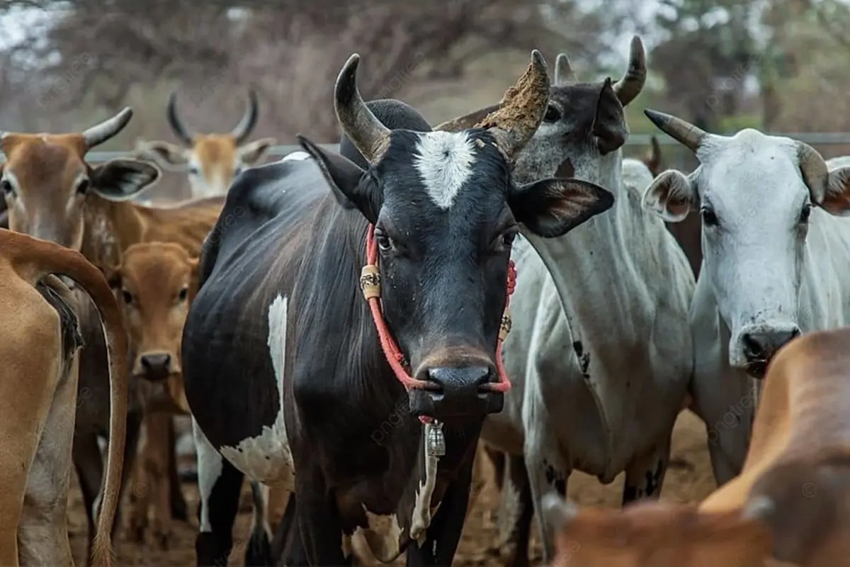 desi cow