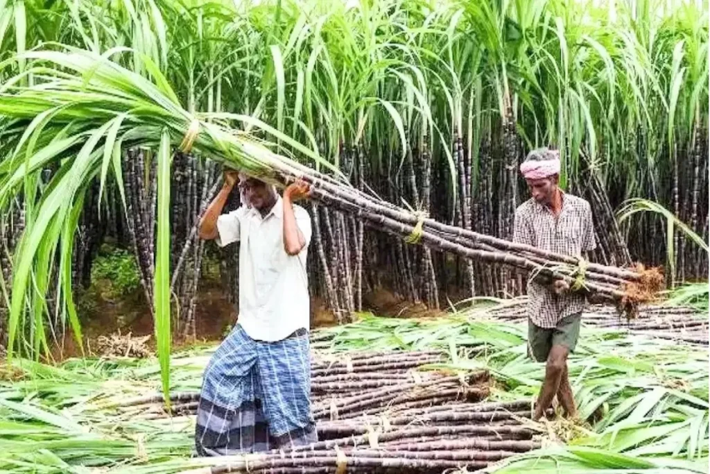 sugarcane