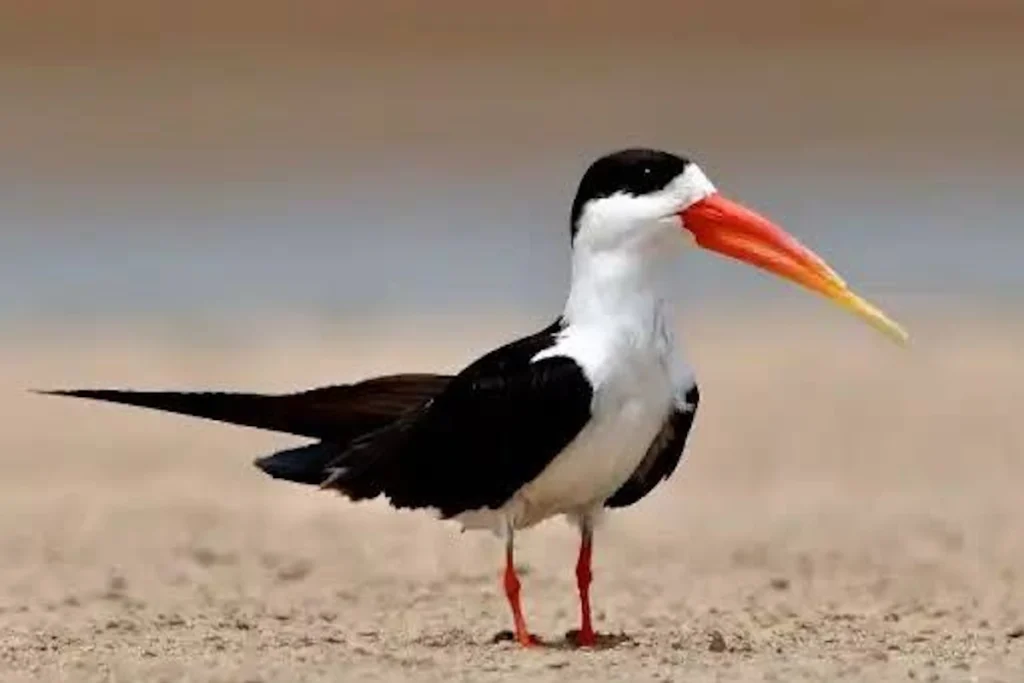 mascot indian skimmer