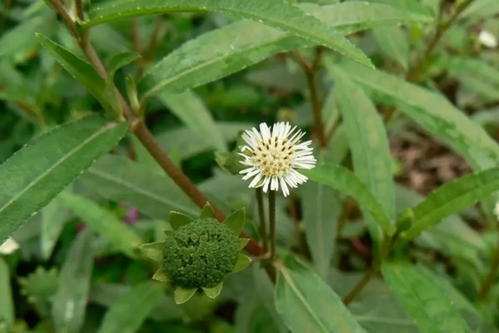 Bhringraj Benefits