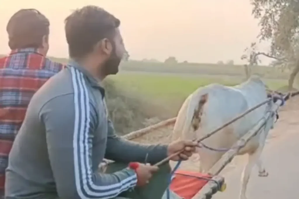 bullock carts running on the road