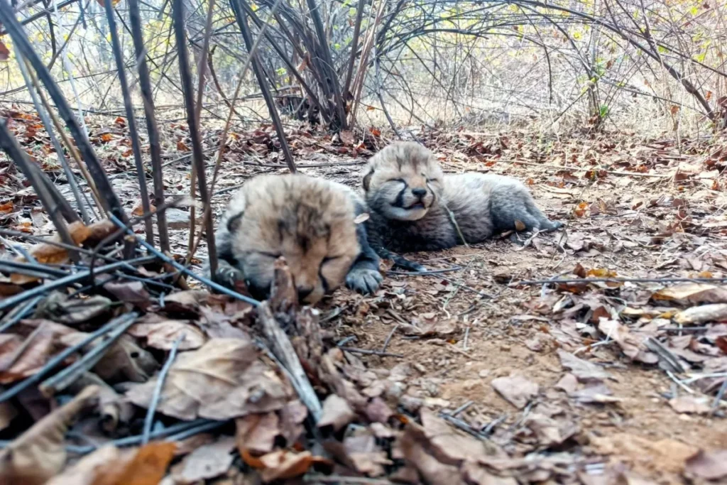 Female cheetah 'Veera' gave birth to two cubs in Kuno National Park