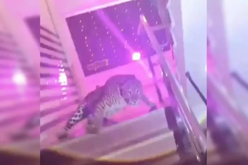 Leopard in Lucknow