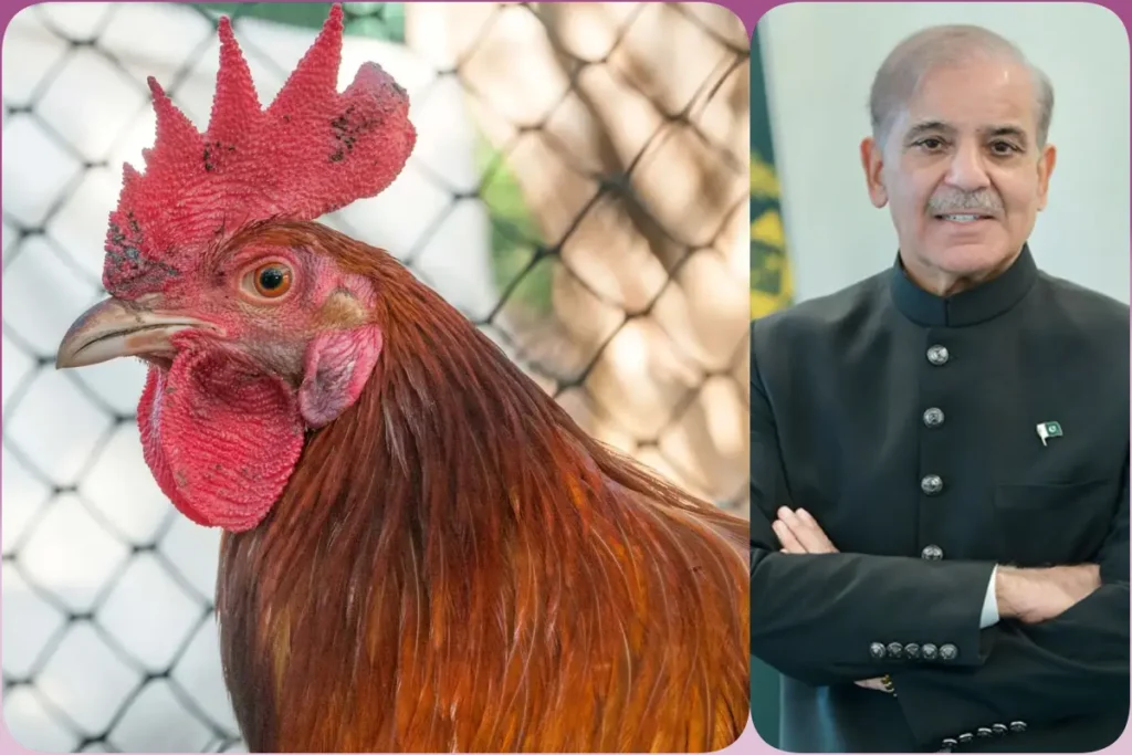Pakistan chicken price