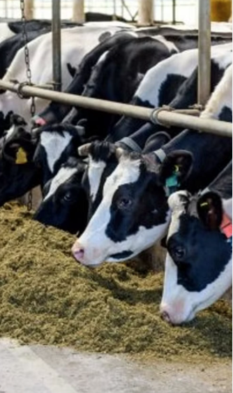 china has largest number of cows after India