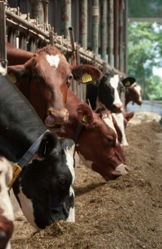 china has largest number of cows after India
