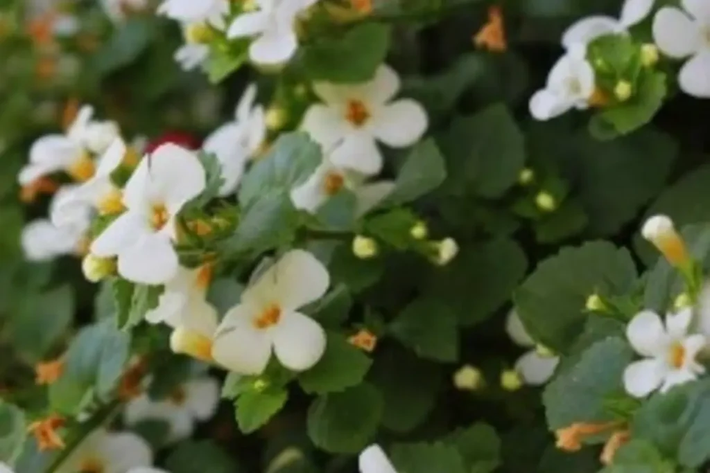 Benefits of Brahmi