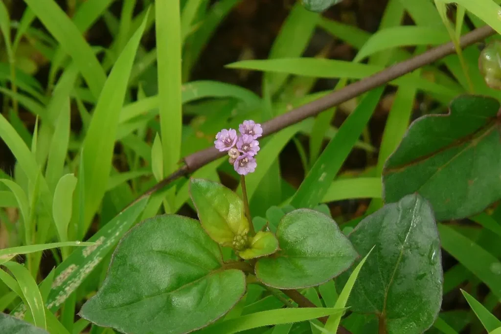 Punarnava Benefits