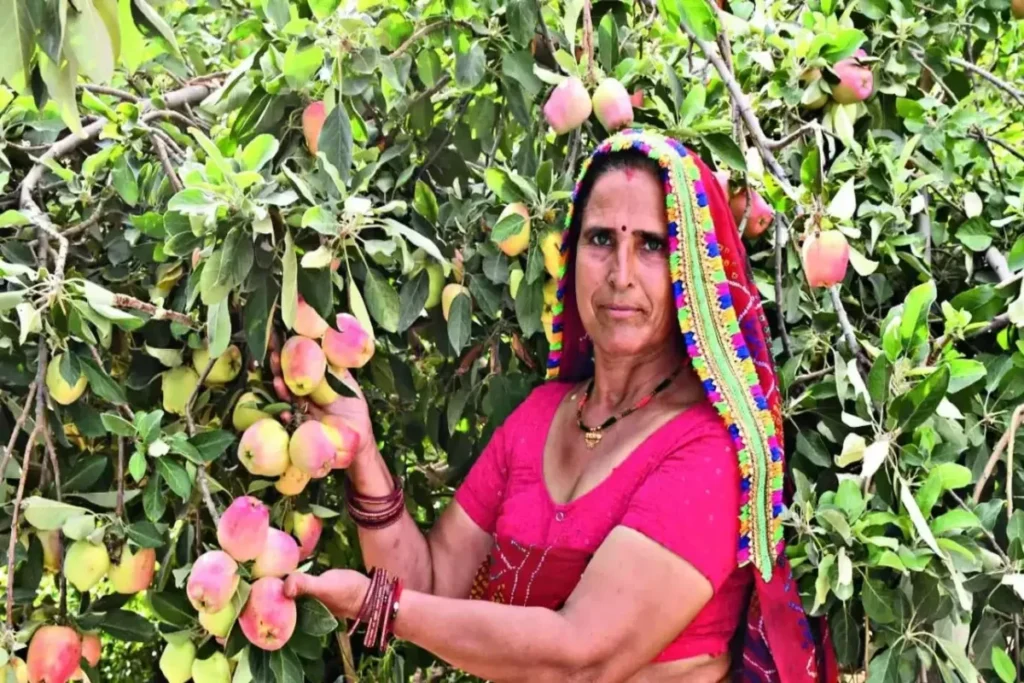 Himalayan apples in Rajasthan