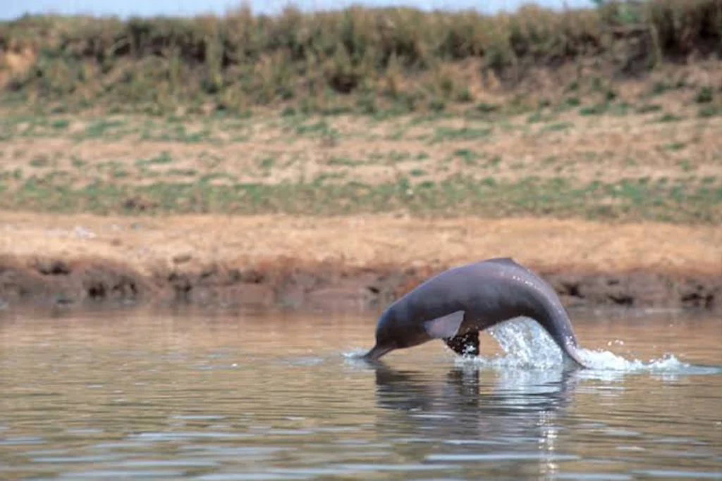 Indian Dolphins