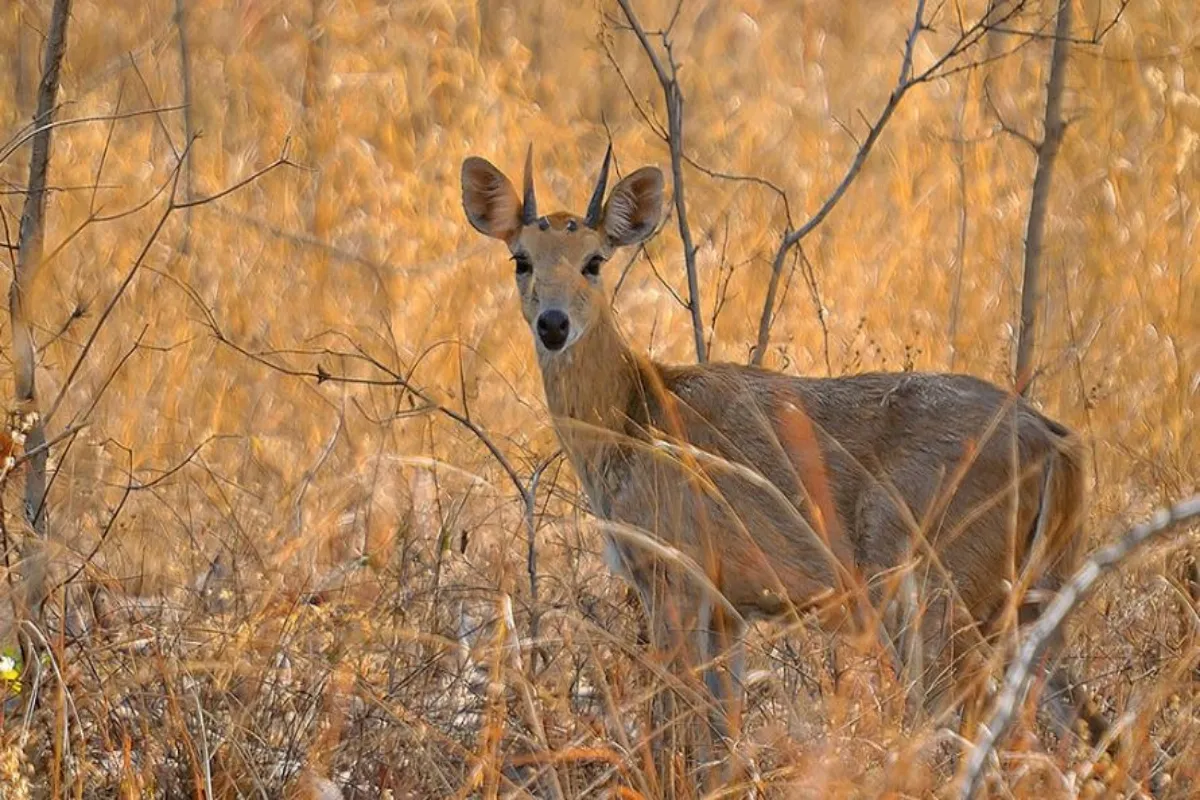 Jaisalmer Wildlife Savior Radheshyam Bishnoi
