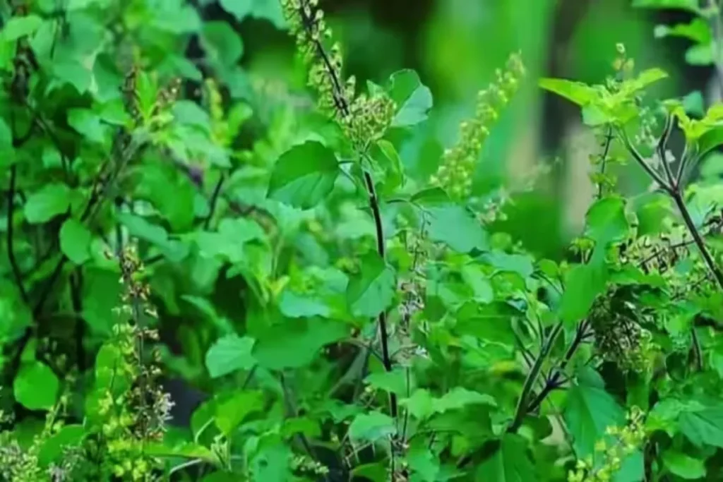 Mahakumbh 2025 Foreign Devotees Took Prayagraj's Famous Tulsi Plant