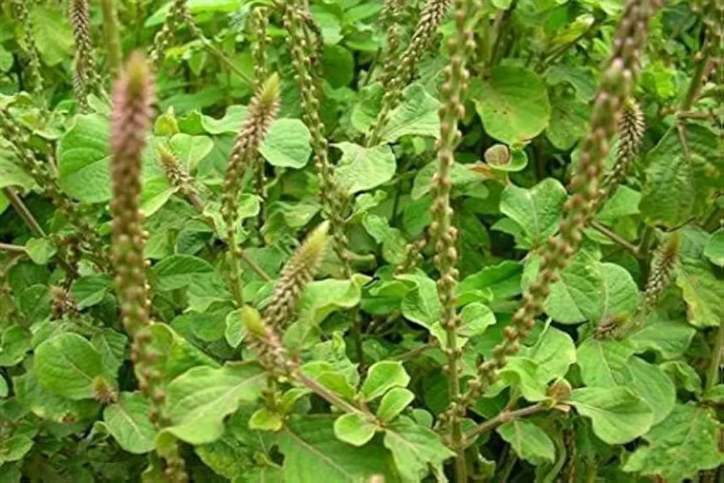 apamarga plant