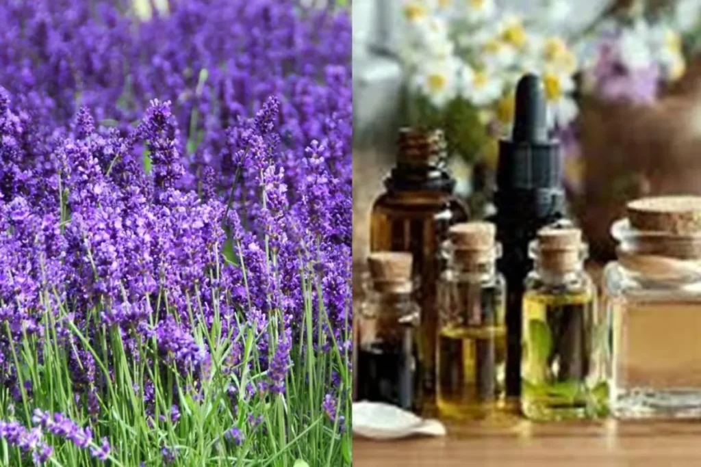 aromatherapy benefits