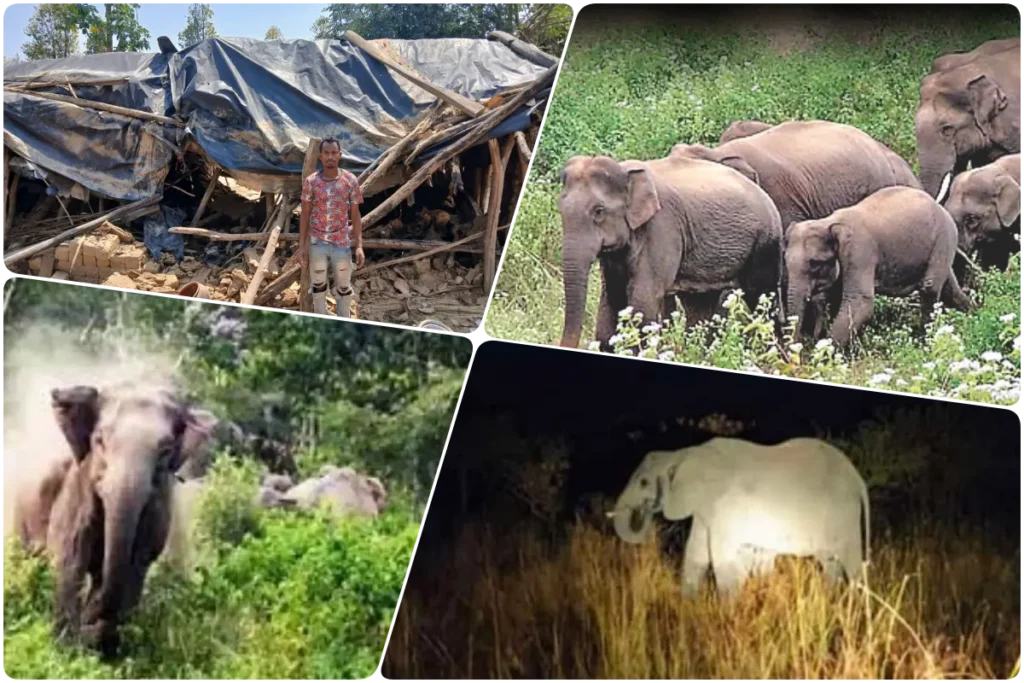 bihar elephant news